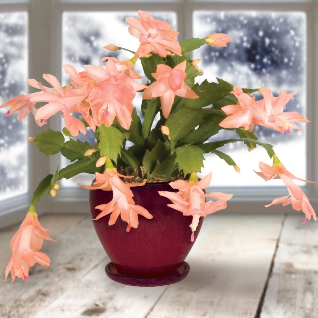 Schlumbergera (Christmas Cactus)